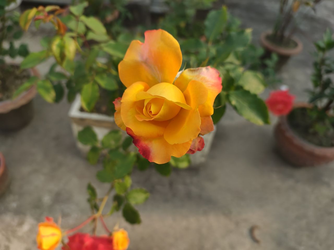 RedMagic 7 phone camera sample