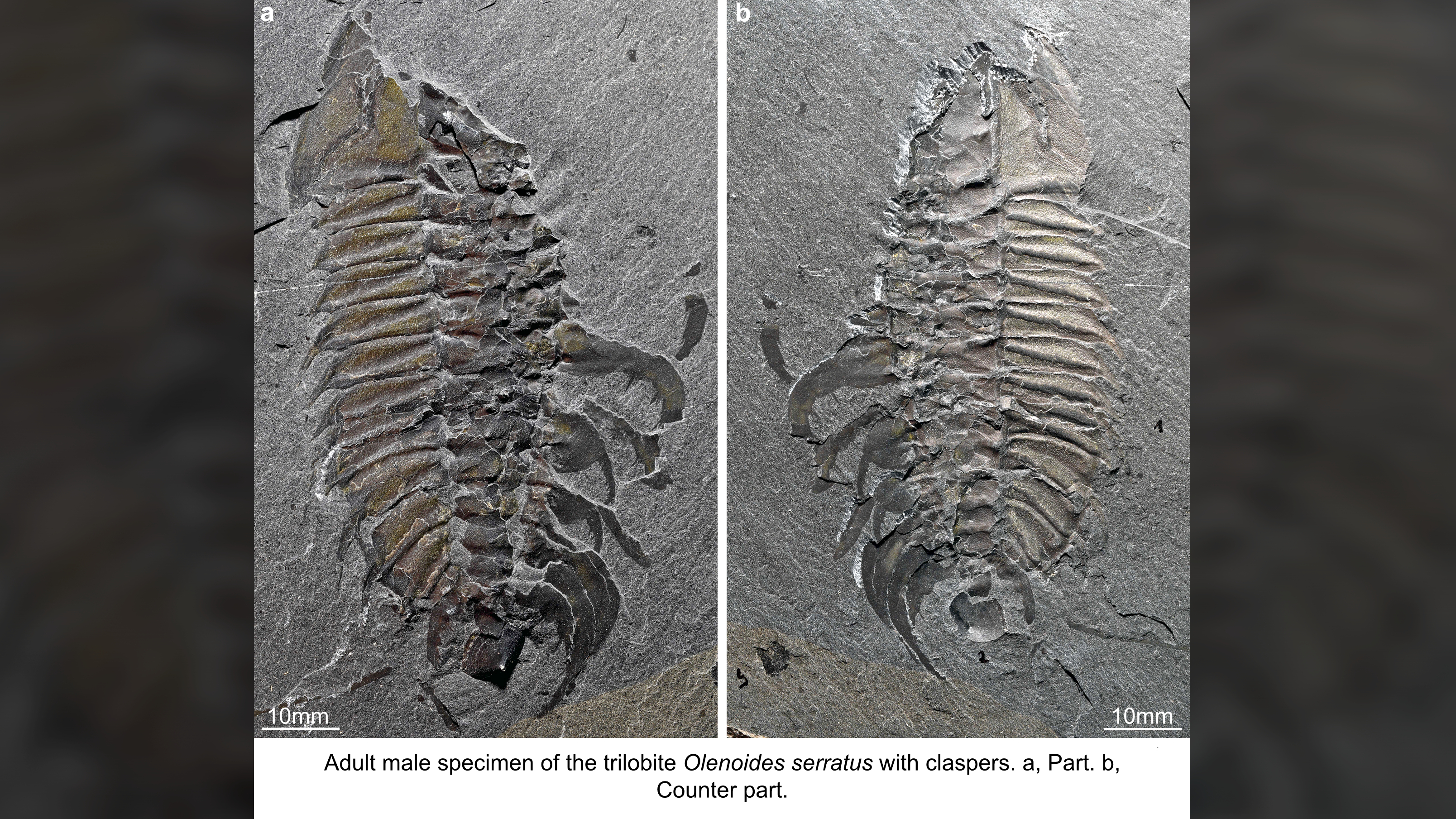 The adult male specimen of the trilobite Olenoides serratus with claspers, showing the part (left) and counterpart (right) of the fossil.