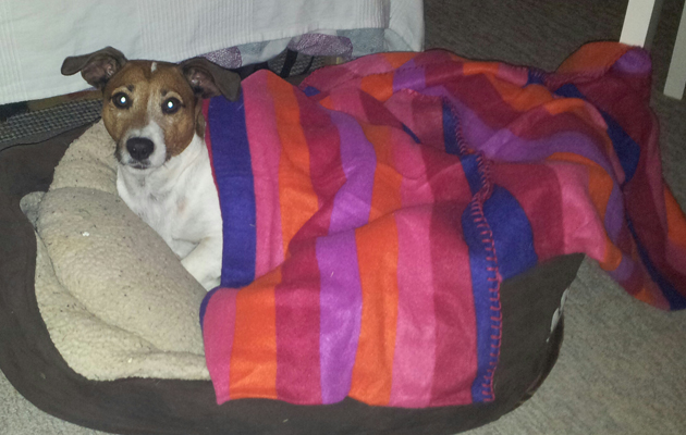 Shaun Mandy blog: Pringle the dog