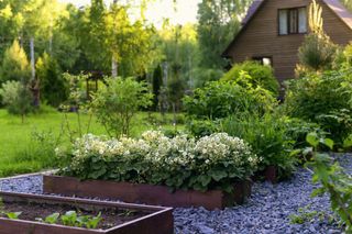 A rustic house with modern vegetable garden beds surrounded by lots of greenery and trees.