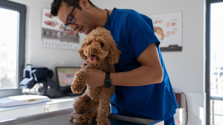 Dog being assessed by a male vet