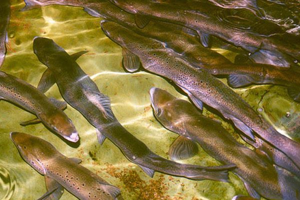 salmon, fish hatcheries, fish intelligence