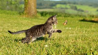 Kitten chasing butterfly