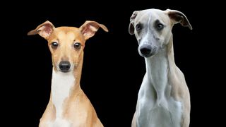 Italian Greyhound vs whippet on black background