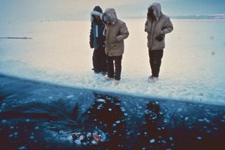 gray whale rescue, Alaska