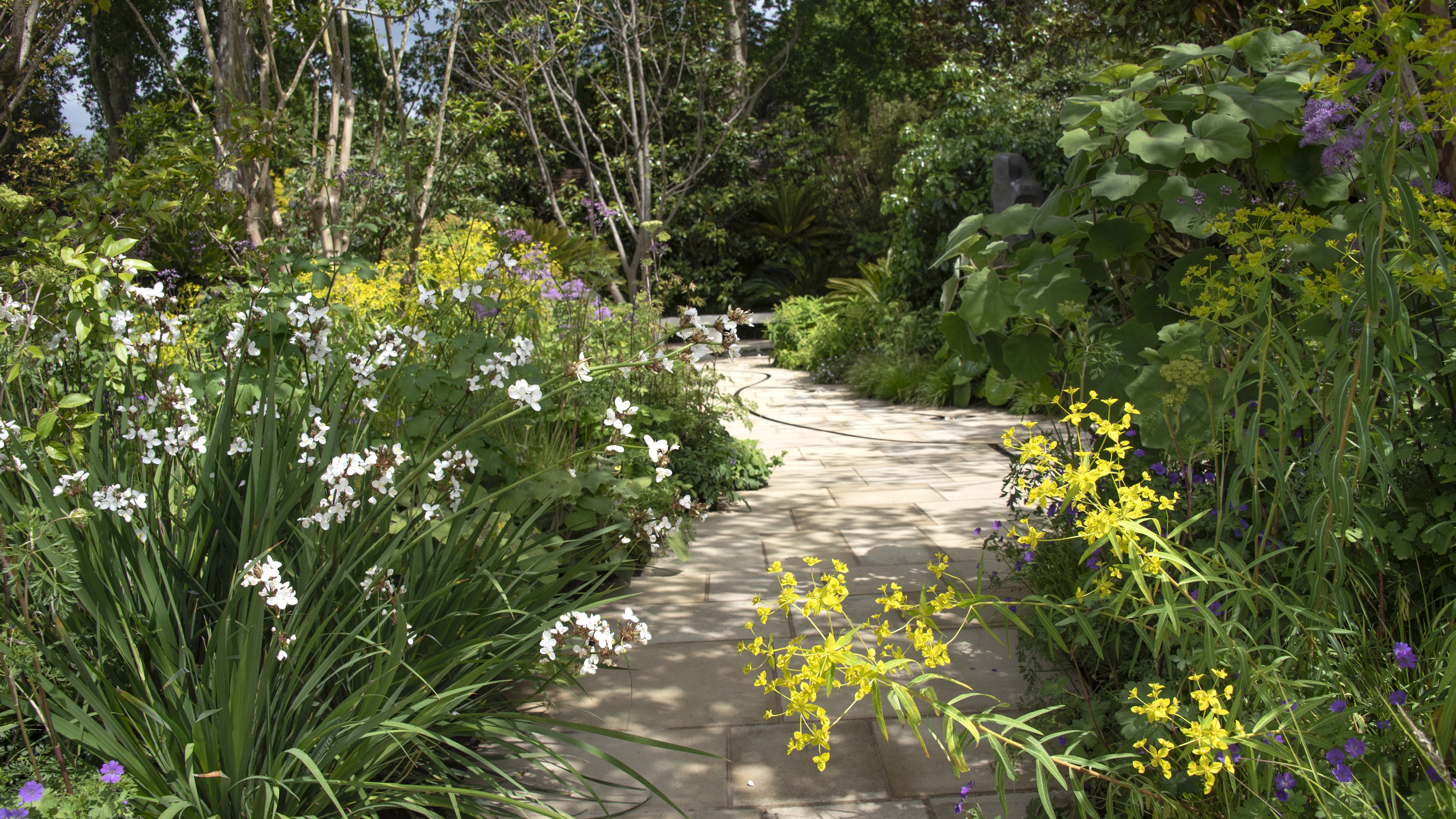 A curving path between beds filled with yellow and white flowers at the Chelsea Flower Show