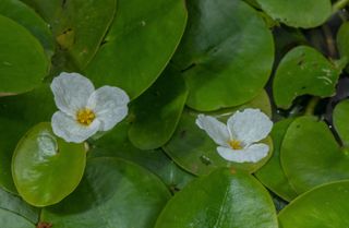 best pond plants: Frogbit (Hydrocharis morsus-ranae)