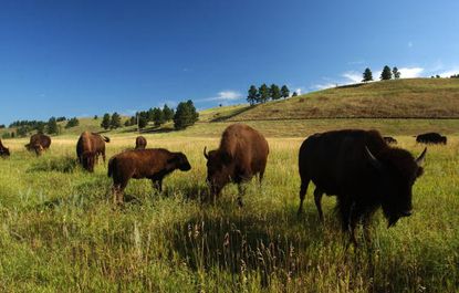Bison in the Black Hills of South Dakota.