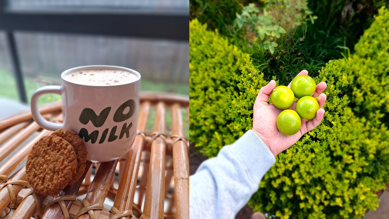 Some flicks of a morning coffee and some very handsome limes