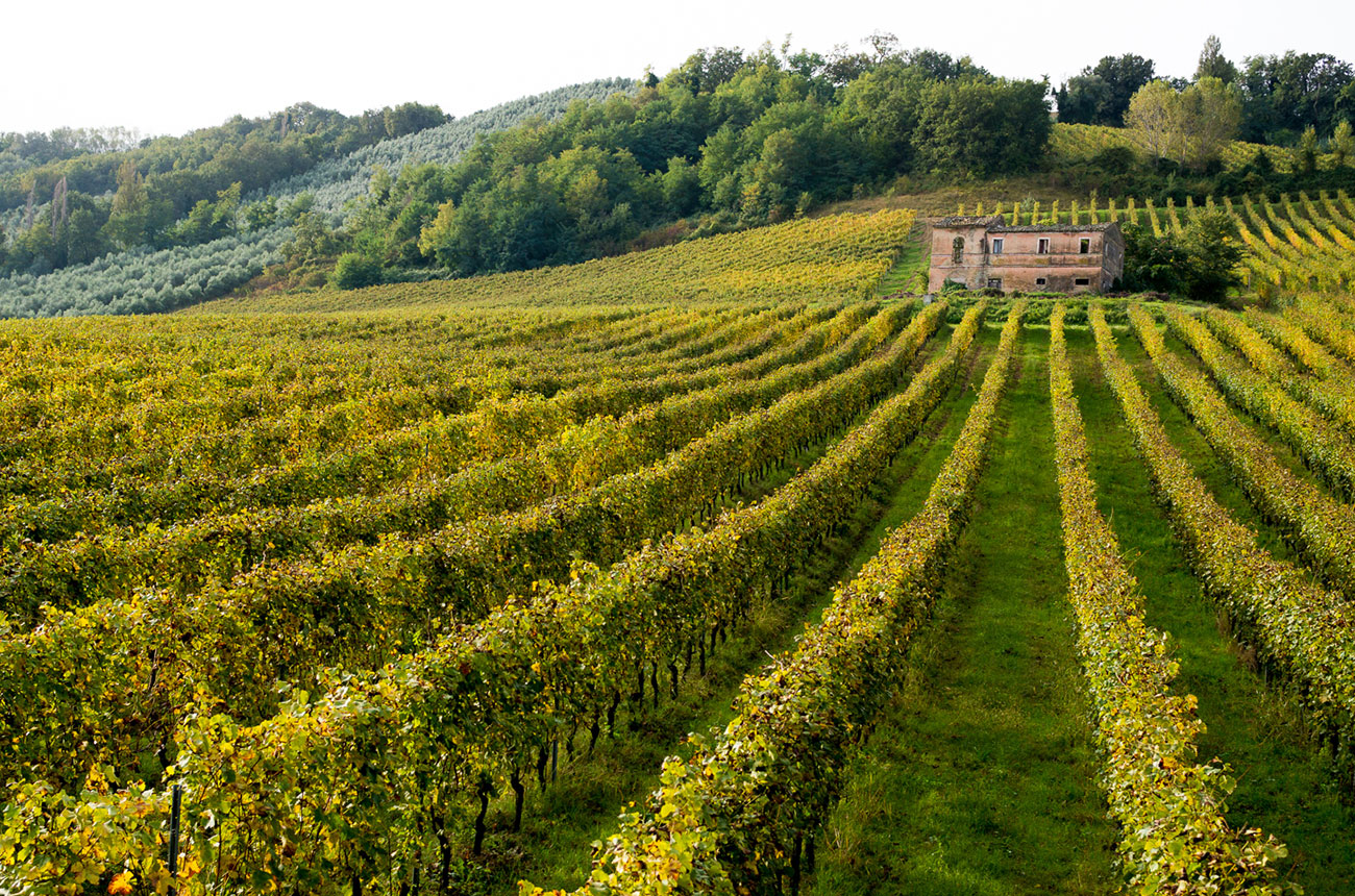 Sartarelli vineyards