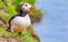 Skomer’s poster child: bumbling, bright-beaked puffins throng on the cliffs of Skomer Island in Wales.