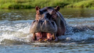 Hippo charging through river