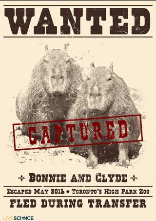 Animal Escapes - Bonnie and Clyde Capybaras