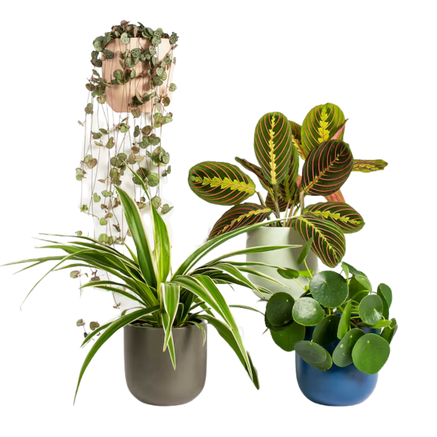 A set of four potted plants including prayer plant, spider plant, Chinese money plant and string of hearts
