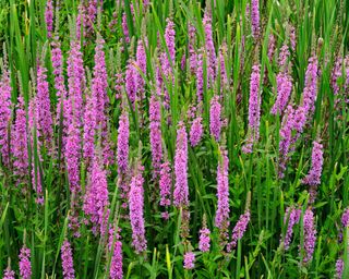 Purple loosestrife (Lythrum salicaria)