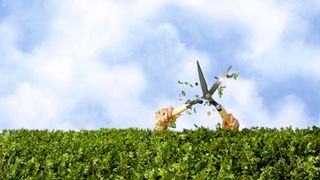 hedge with hands holding shears above snipping top off hedge