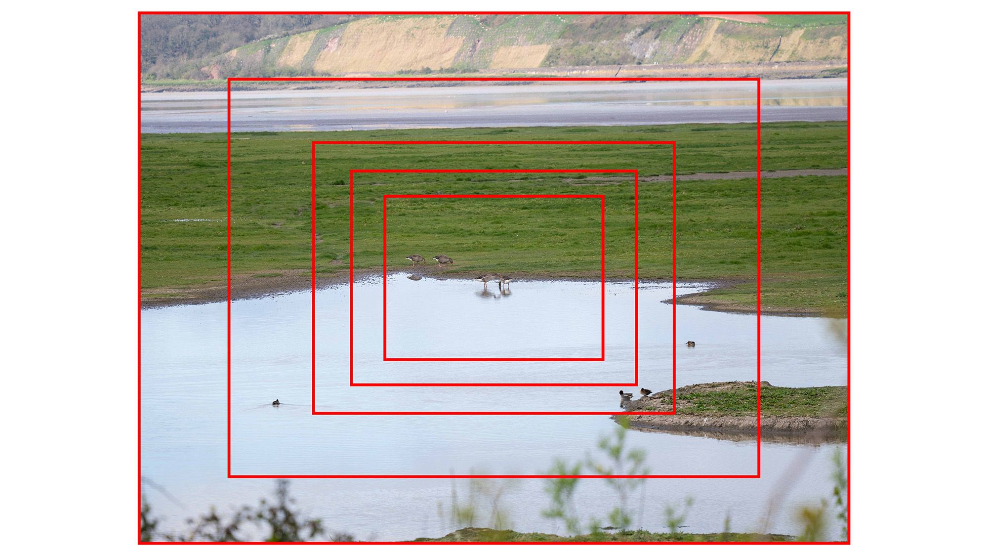 Birds at Slimbridge Wetland Centre on a lake surrounded by green grass, red rectangles indicate changing focal lengths