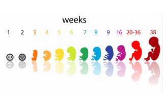 Pregnancy Chart Months And Weeks