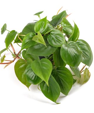 heart leaf Philodendron houseplant