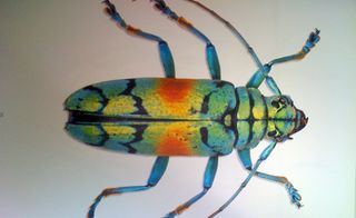 Insects thermal image for colour references
