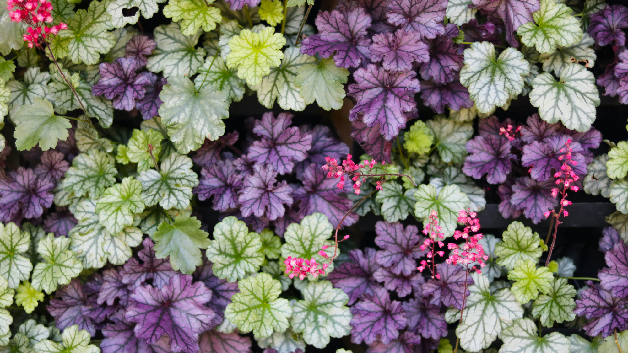 mix of colorful coral bells