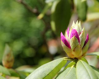 pink rhododendron bud