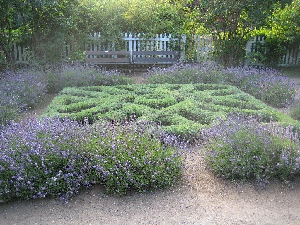 Knot Garden Design Plants To Use For Herb Knot Gardens Gardening Know How