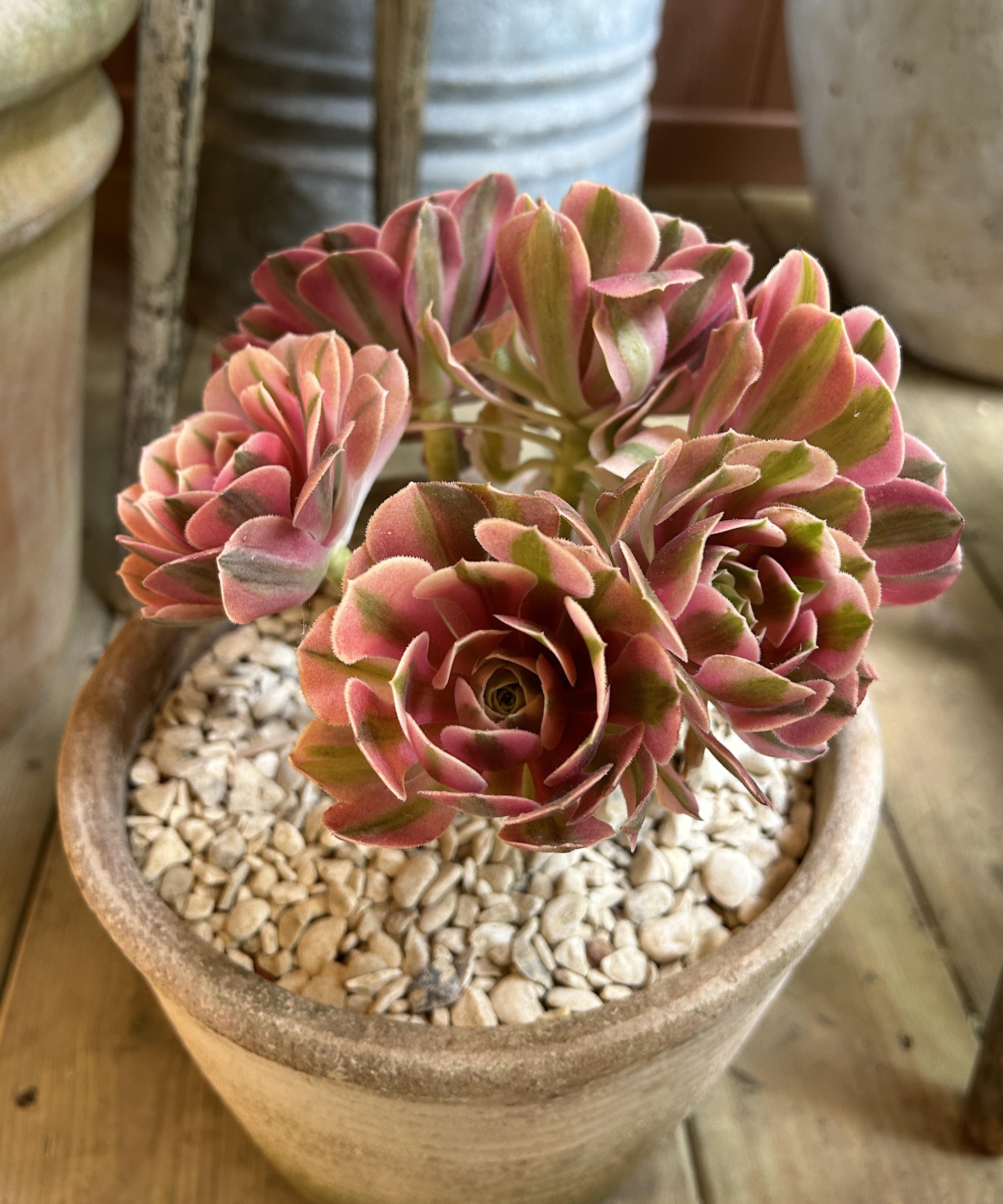 'Pink Witch' aeonium at RHS Chelsea 2026