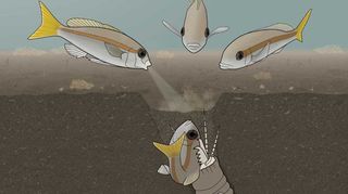 This illustration shows an unfortunate fish being dragged into the Bobbit worm's burrow. In some cases, predation triggers survivors to shoot water jets at the worm.