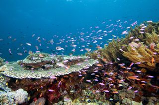 Indo-Australian reef fish