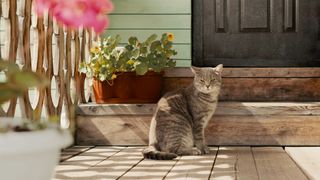 Cat sitting on the doorstop outside of a home with flowers and plants