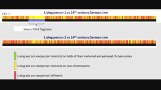 color coded diagram compares a living person's DNA to that of a 14th century german jew, showing where the dna is identical on a chromosome and where they're different
