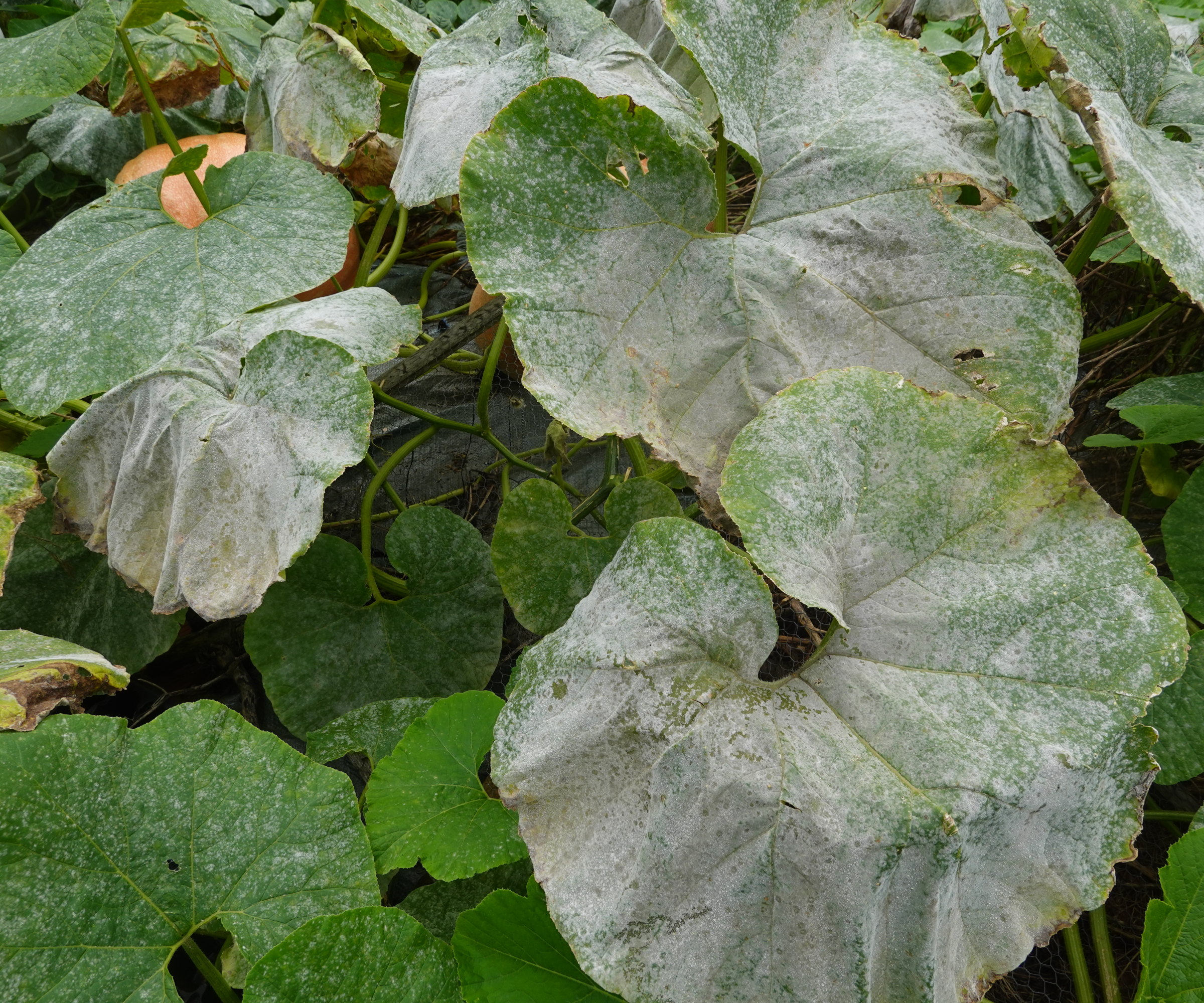 A pumpkin plant suffering from powdery mildew with white leaves