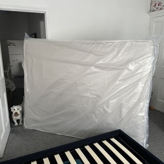 The Sleepeezee Jessica 1800 pocket mattress in its plastic packaging in a bedroom with a small white dog in the doorway