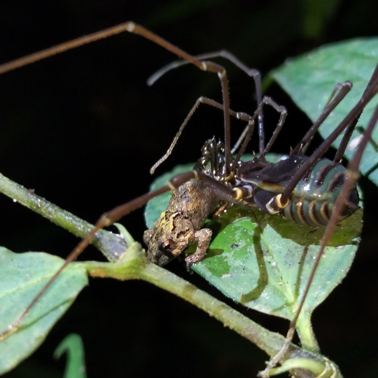 A close up image of a black spider with long spindly legs devouring a small brown frog sitting on a large green leaf.