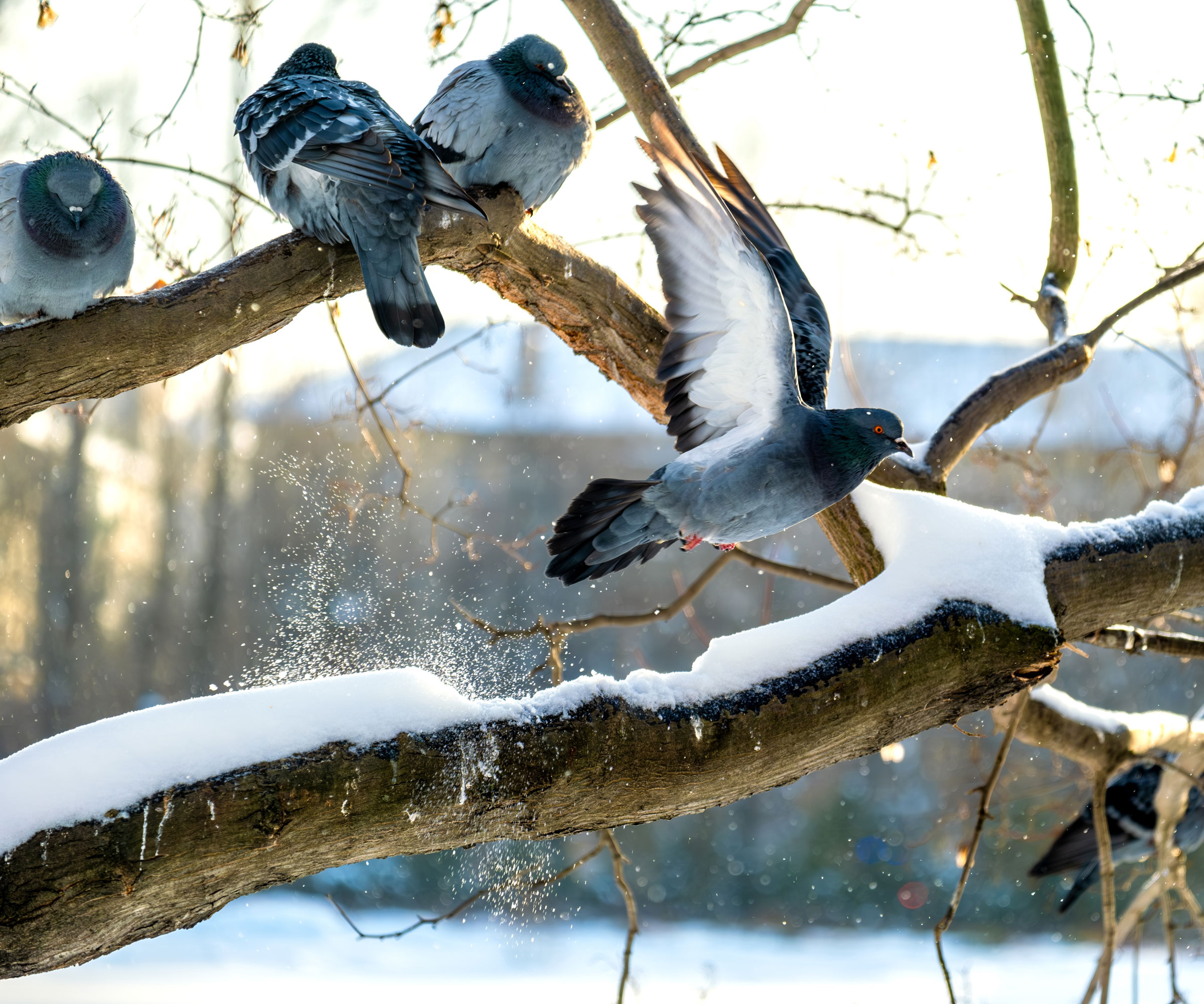 pigeons sitting in tree and one pigeon flying through branches in snow