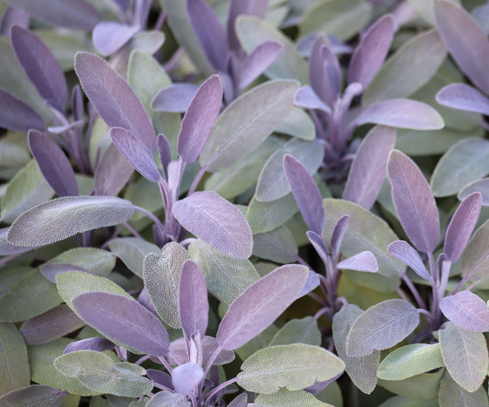 purple sage plants growing in backyard