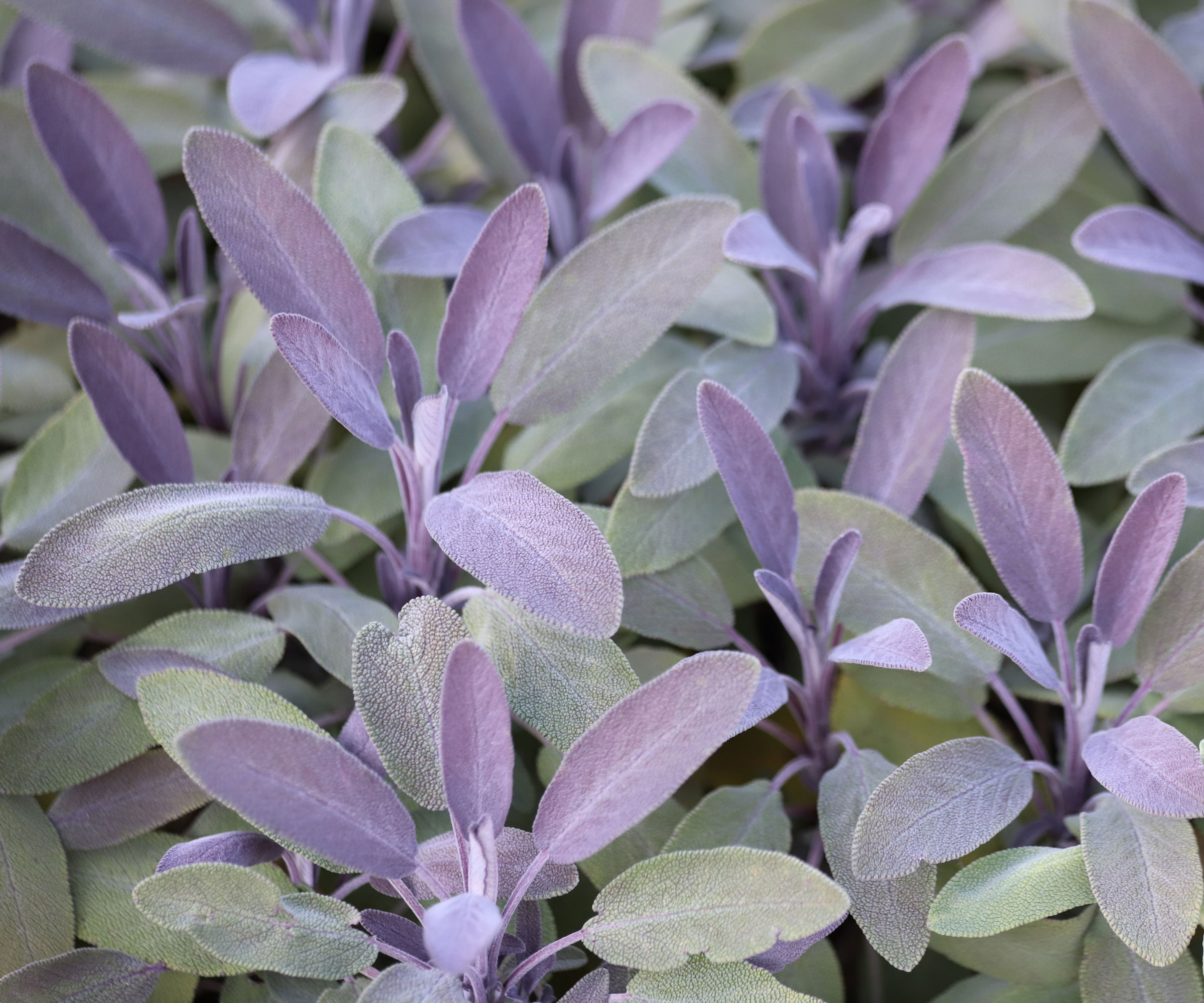 purple sage plants growing in backyard