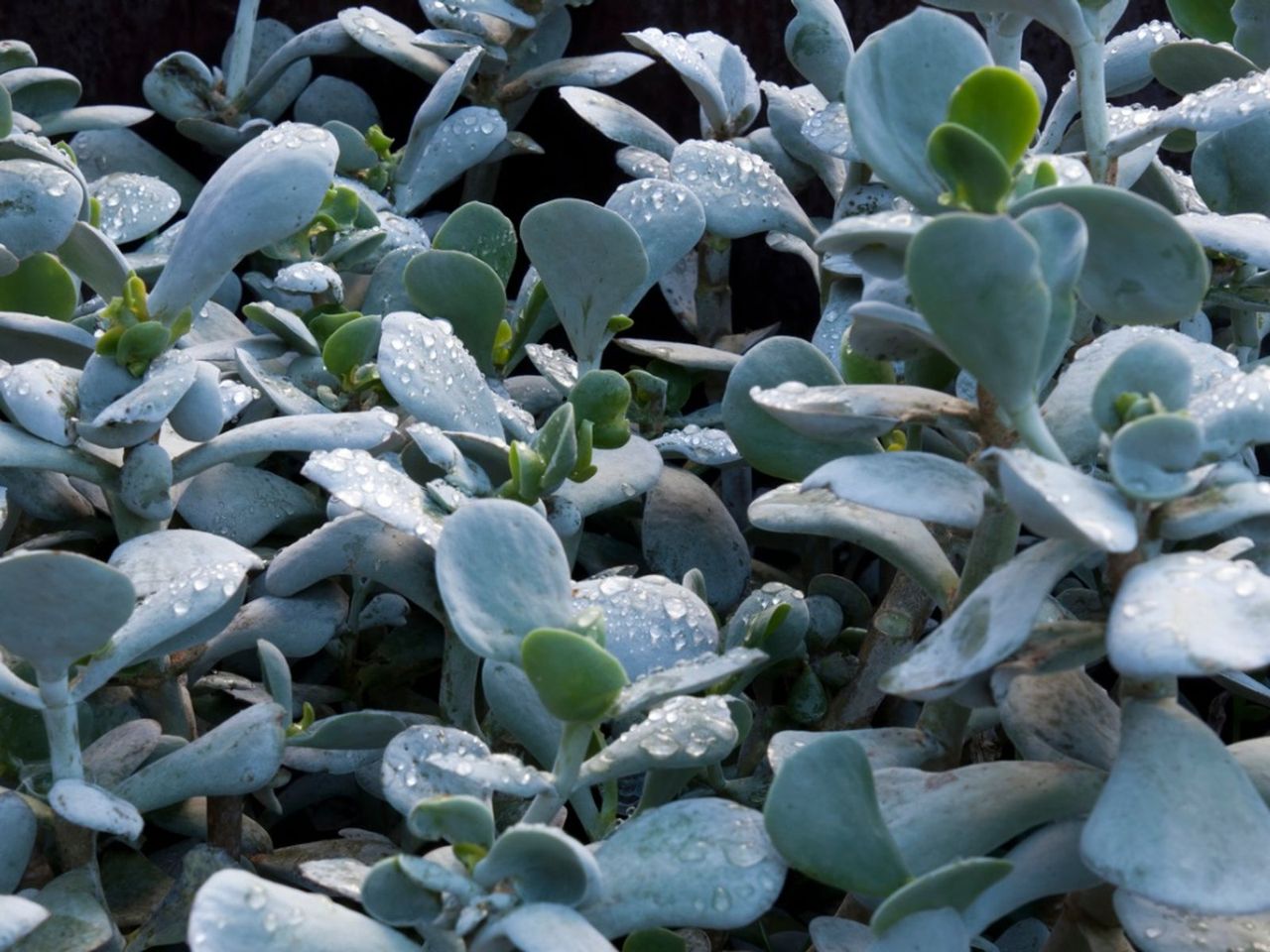 Pig&amp;#39;s Ear Succulent Plants