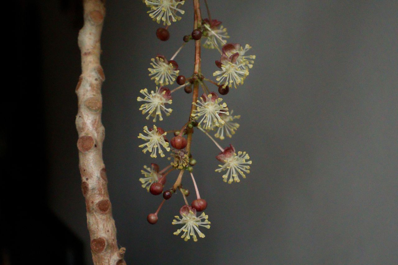A photo of flowers growing on a plant taken on a Canon EOS R50 V mirrorless video camera