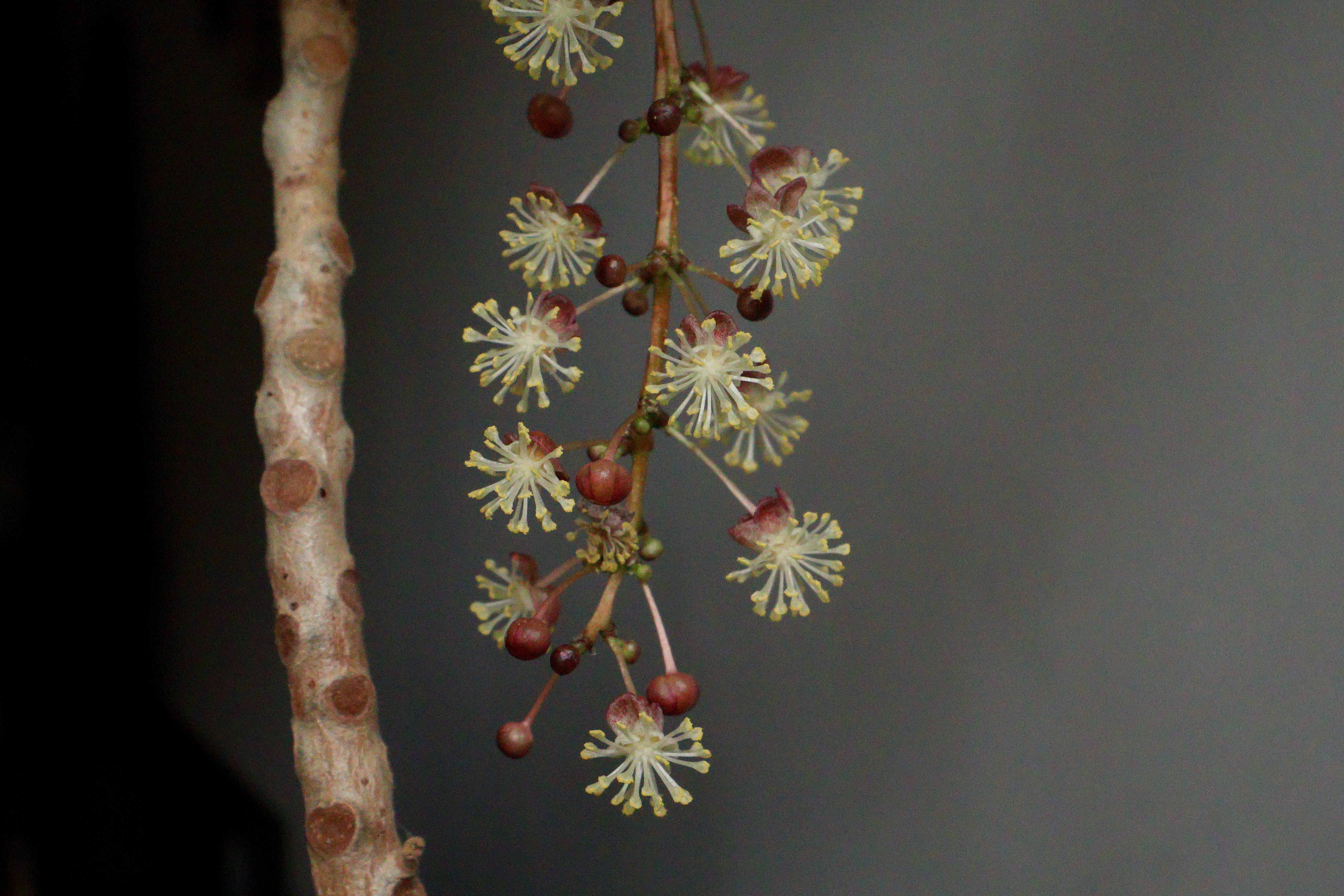 A photo of flowers growing on a plant taken on a Canon EOS R50 V mirrorless video camera