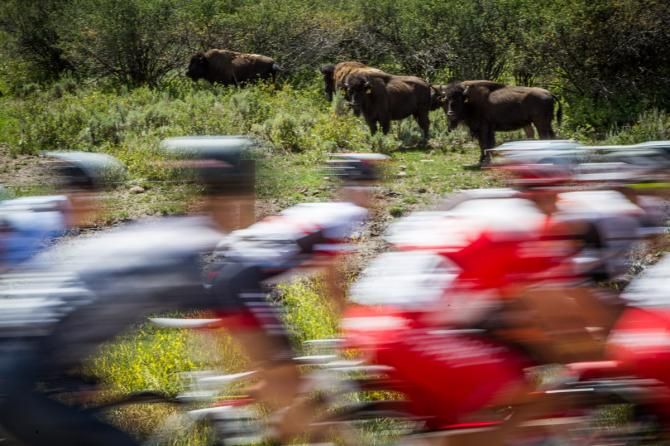Bison along todays route
