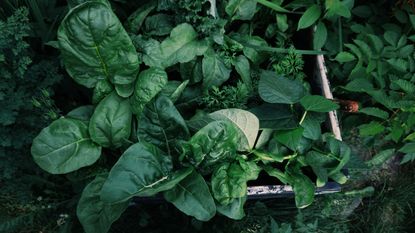 Spinach harvested with carrots and beans in a garden