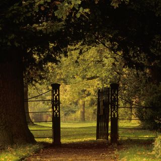 forest area with trees and black gate