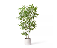 7ft Faux Natal Mahogany Tree in Pot - Hilton Carter for Target