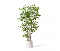 7ft Faux Natal Mahogany Tree in Pot - Hilton Carter for Target for $130, at Target