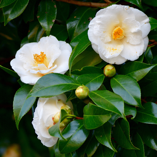 white camellia