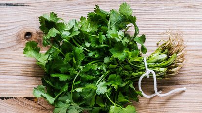 Raw fresh cilantro leaves, bunch on wooden background