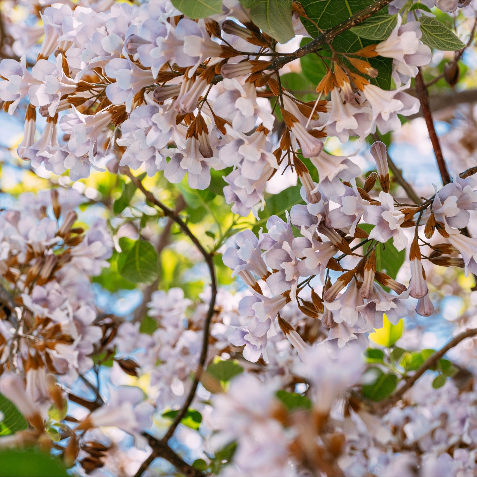 Flowering empress tree