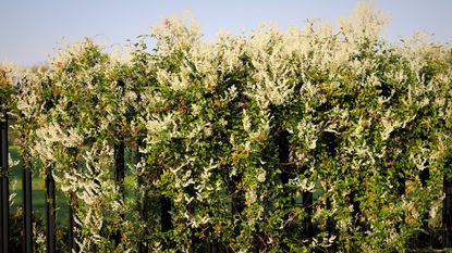 Russian vine on garden fence